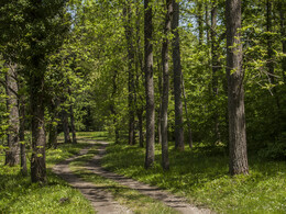 Budafai arborétum tavasszal, fotó: Czigóth Sándor