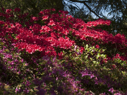 Budafai arborétum tavasszal, fotó: Czigóth Sándor