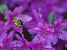 Budafai arborétum tavasszal, fotó: Czigóth Sándor