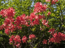 Budafai arborétum tavasszal, fotó: Czigóth Sándor