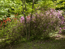 Budafai arborétum tavasszal, fotó: Czigóth Sándor