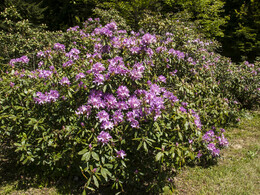 Budafai arborétum tavasszal, fotó: Czigóth Sándor