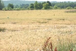 mezőgazdaság