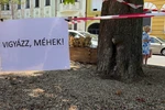méhek