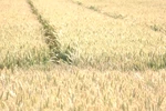 vadkár
