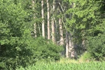 erdészet