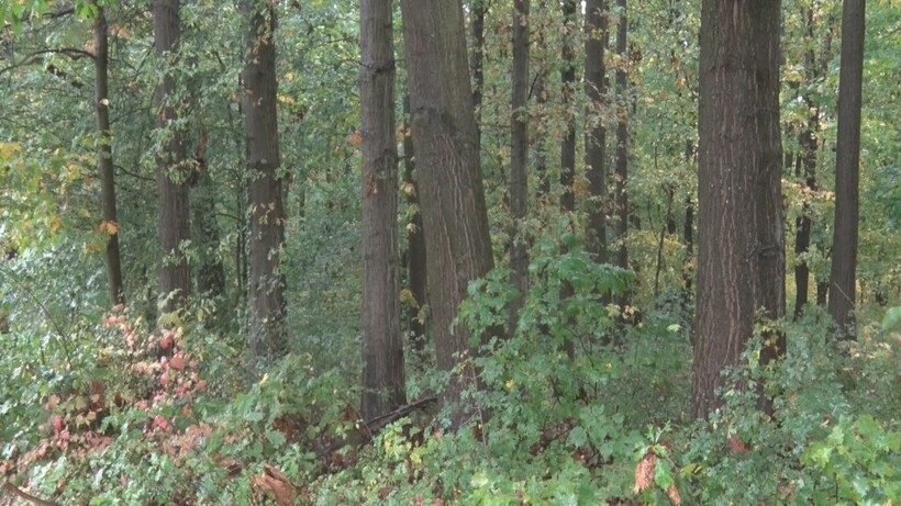 erdő