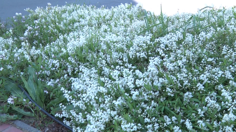 pollen