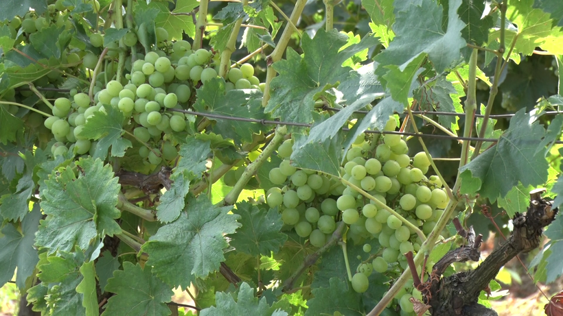 szőlő