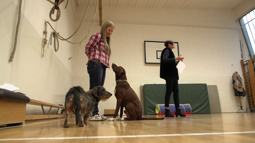  állatasszisztált pedagógiai módszerek