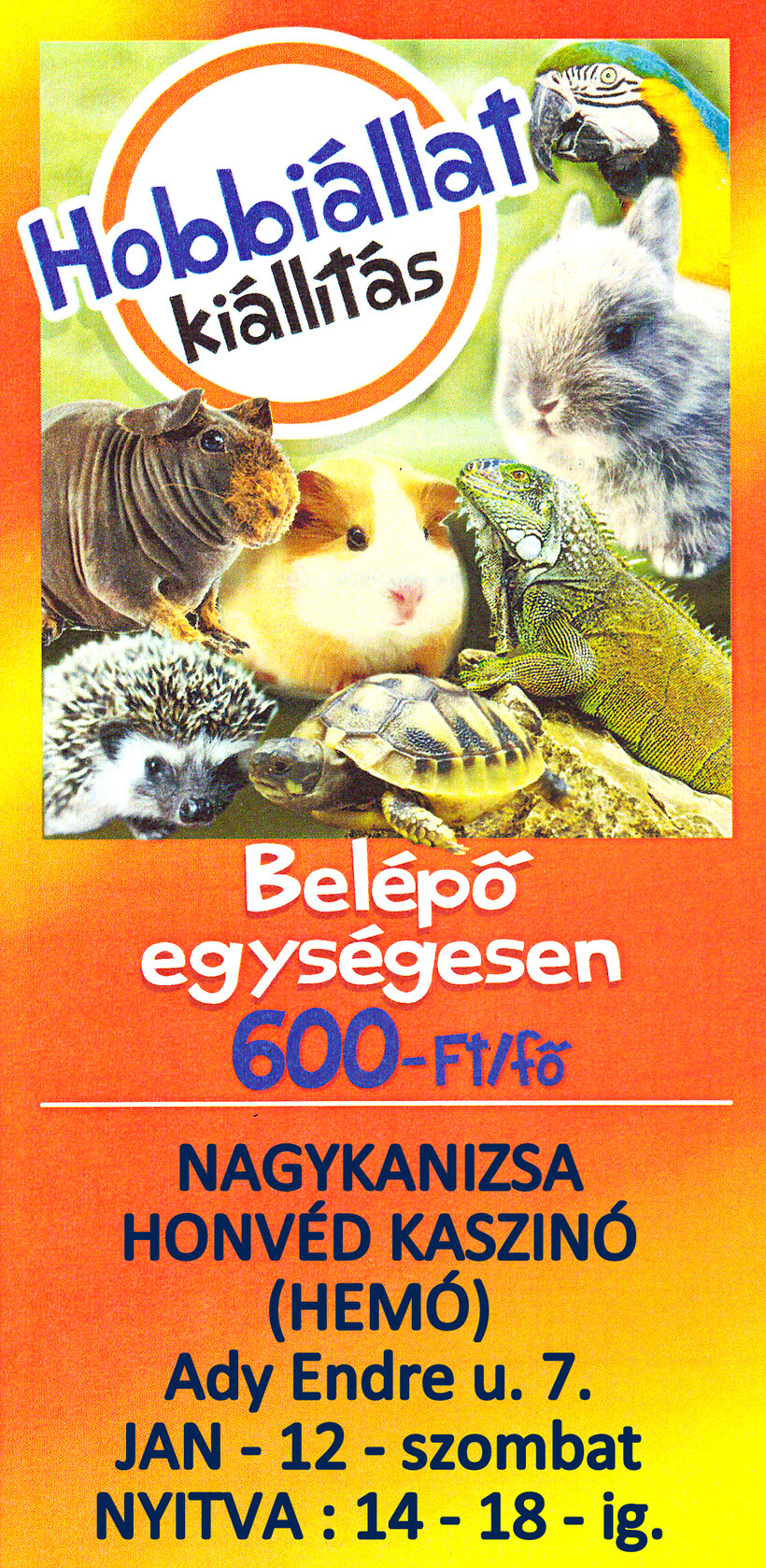Hobbiállat kiállítás 