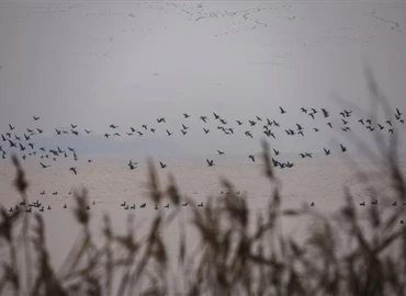 Madarak a Kis-Balatonnál