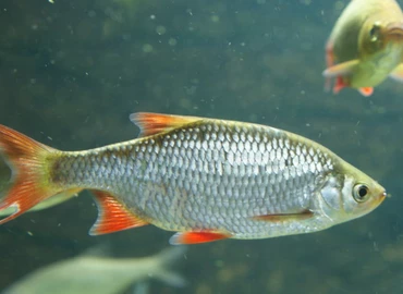 Szokatlan körülmények között lett a vörösszárnyú keszeg az év hala közönségszavazás győztese