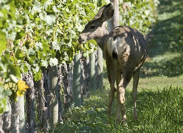 Egységes vadkárfelmérési útmutatót készít az agrárkamara