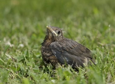 Tilos hazavinni a talált madárfiókákat 