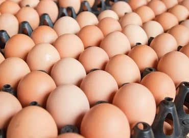 Az éves tojásmennyiség 10-11 százalékát adják el az ünnep előtti hetekben