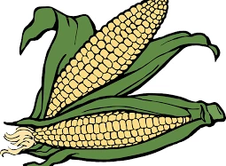 Legalább negyedével kevesebb az idei kukoricatermés a tavalyinál