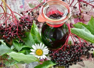 A sokoldalú bodza, amit nem csak szörp formájában fogyaszthatunk