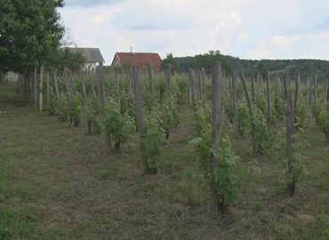 Munka a dűlőkön 