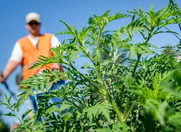 Parlagfű - Népegészségügyi központ: a pollenszórás helyenként már okozhat allergiás tüneteket 