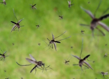 A szúnyogok szaporodását gátló módszert fejlesztettek ki kínai tudósok