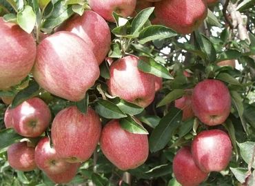 Agrárkamara: gyenge lesz az almatermés, erős lesz a kereslet