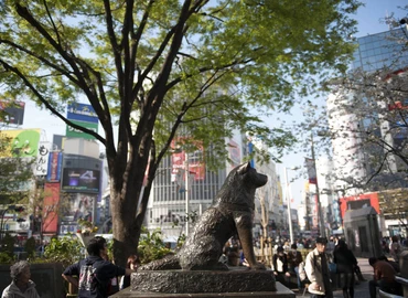 Hachiko, a valódi hűség szobra