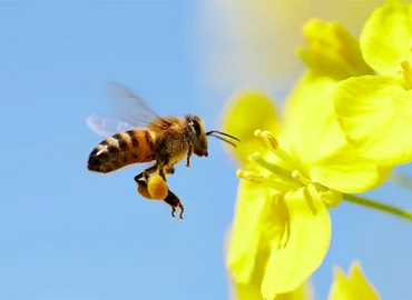 Méheknek panziót? Igen, segítsünk nekik, akár kertes, akár társas házban lakunk – meg is mutatom, hogyan