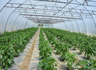 Az agrárkamara támogatást kér a fóliás kiskertészetek segítésére