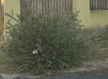 Hétfőn kezdődik a kidobott karácsonyfák elszállítása