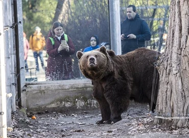 Meglátta árnyékát a fővárosi állatkert medvéje