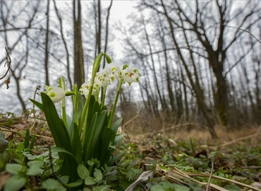 Virágzik a tavaszi tőzike a Duna-Dráva Nemzeti Parkban