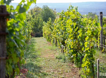 szőlő