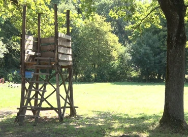 erdő