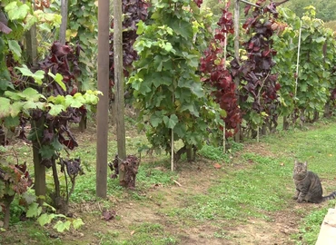 szőlő