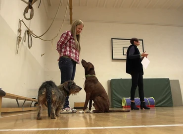  állatasszisztált pedagógiai módszerek