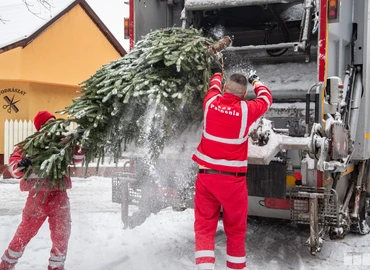 fenyőfák elzállítása