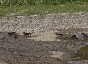 fecskék