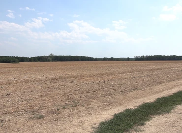 kiszáradt növények