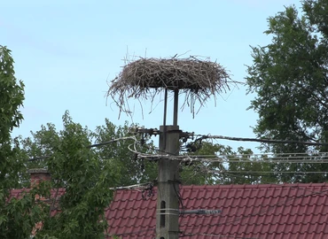 gólya