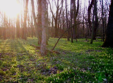 Zalaerdő Zrt. – Közlemény