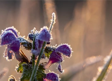 Deres növények Nagykanizsa közelében