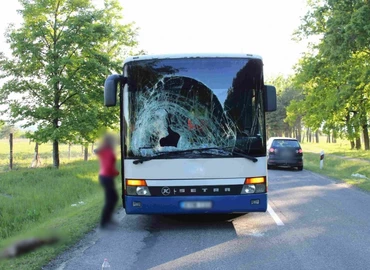 Több vadbaleset is történt Zala megyében