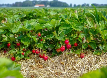 Ígéretes szezonra számítanak a magyar szamócatermesztők, a nagybani piacon jellemzően 3000 forint az ára