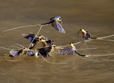 Valamikor egész Európában elterjedt volt a tiszavirág