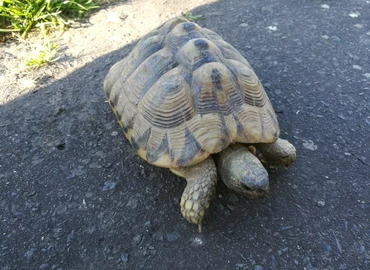 Görög teknőst találtak a hétvégén Zalakarosban