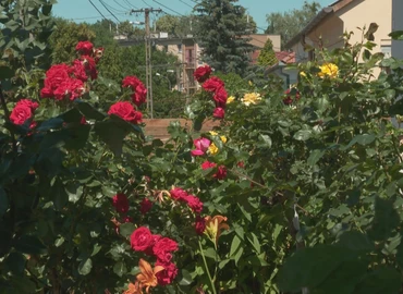 Az idei év időjárása nyomot hagyott a rózsákon is