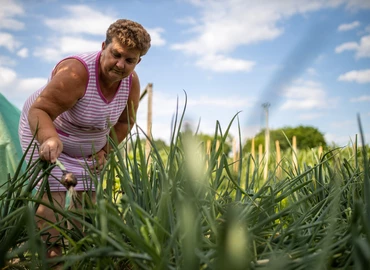 Ásó, kapa – Még zöldebb a szomszéd kertje!