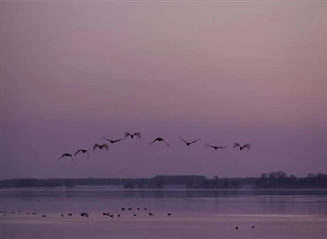 Vadludak