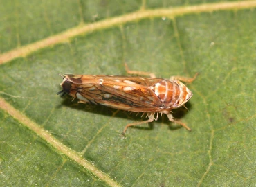 Idén is elárasztotta hazánkat a veszélyes kártevő, az amerikai szőlőkabóca 